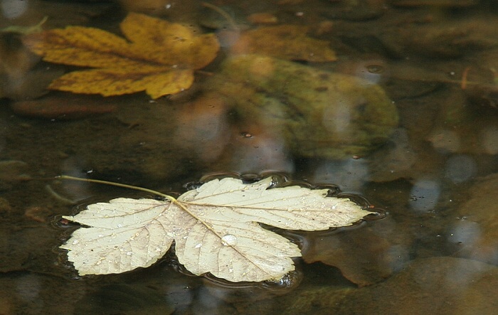 Vor