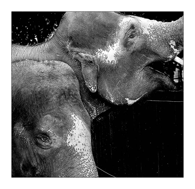 Sloni ze ZOO
