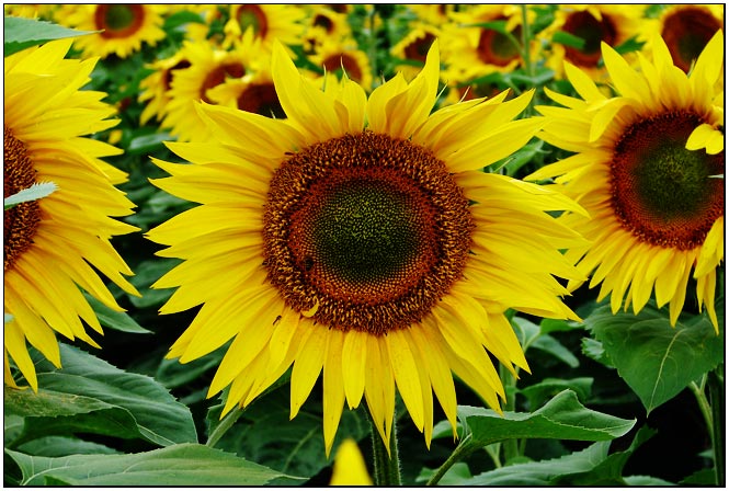 žlutá kam se podíváš