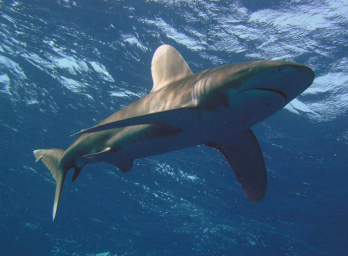 Longimanus