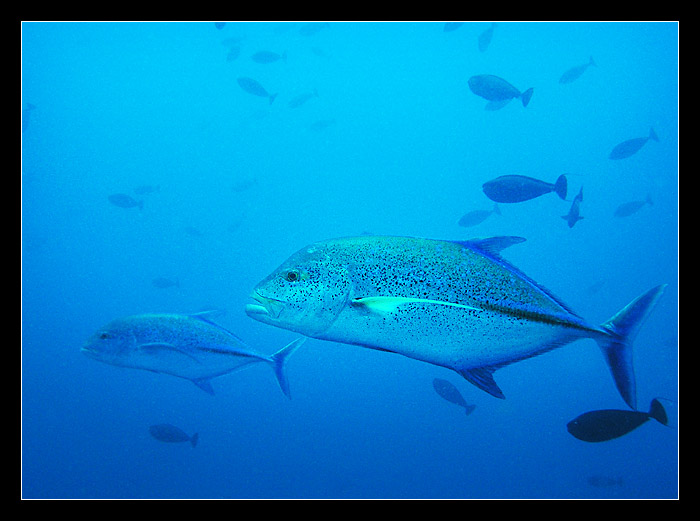 Bluefin Trevally