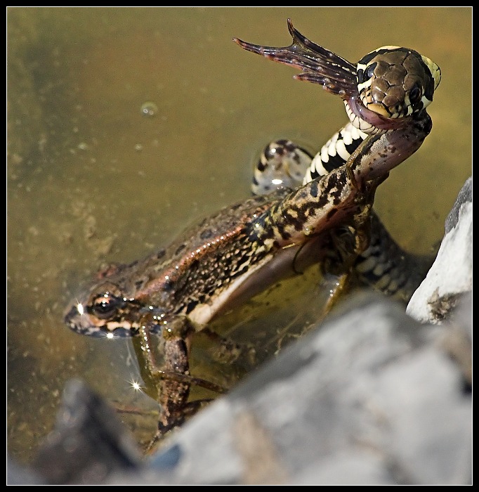 Sežeru ti modelku,neva?