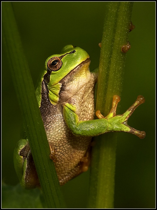 Kámen, nůžky, papír....