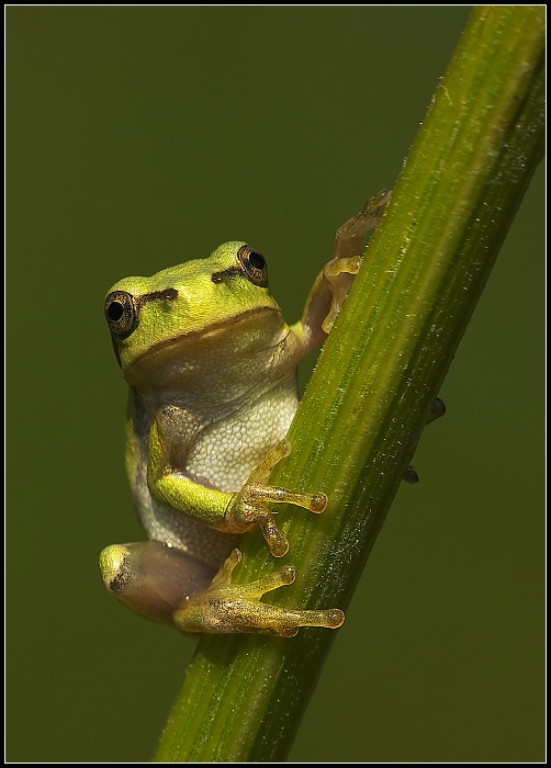 Mikrofrog II