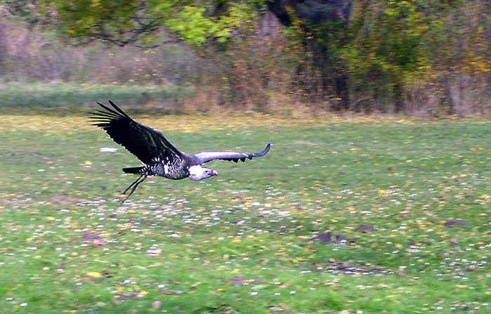 ZAYFERUS II - Sup gliding