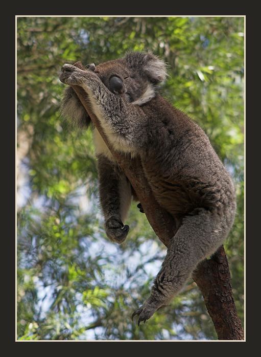 Spící koala