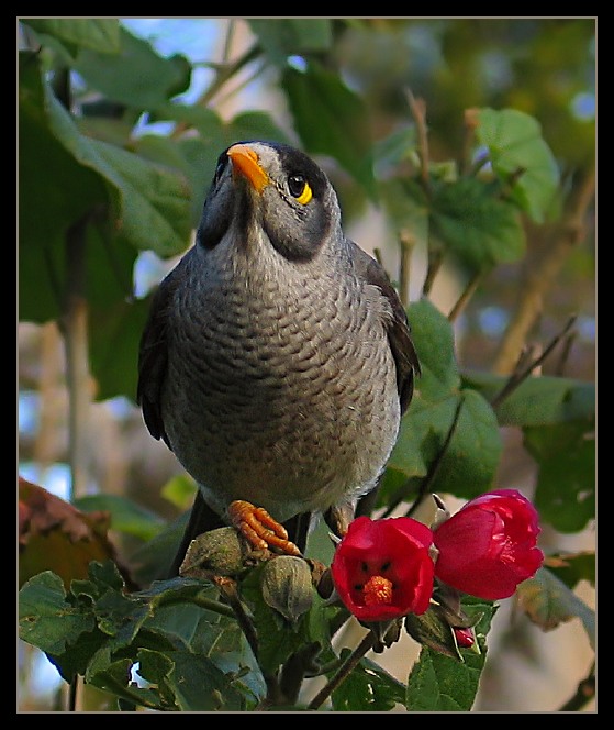 Noisy Miner  (Manorina melanocephala)