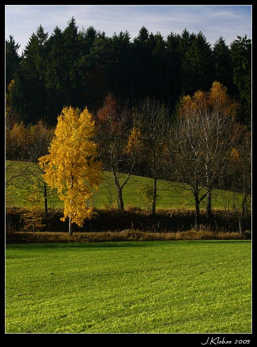 Podzimní strom II