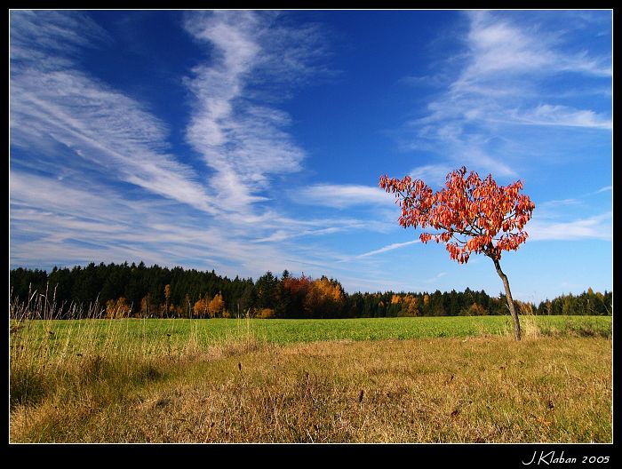 Podzimní strom IV