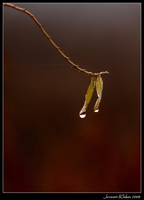 Dva listy dvě kapky