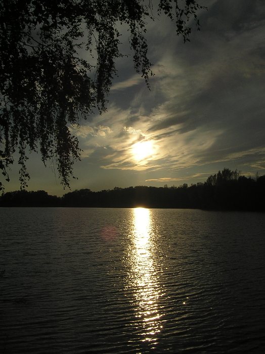 Pod břízou
