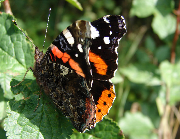 Motyl jeste jednou