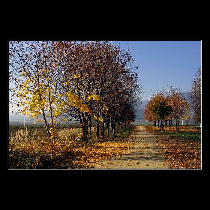 Autumn leaves