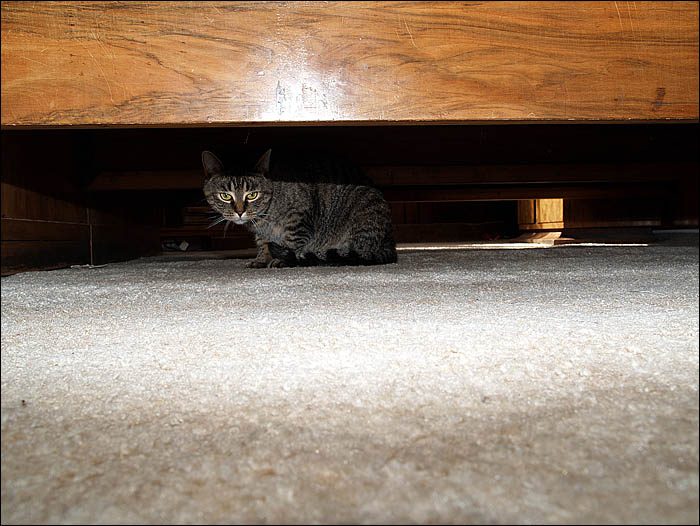 Trudy pod postelí všechno vidí, všechno hlídá - a Ty, Vlade Hoschi nezlob! nebo nedostaneš knihu Ondřeje Neffa: Tajná kniha o fotografii