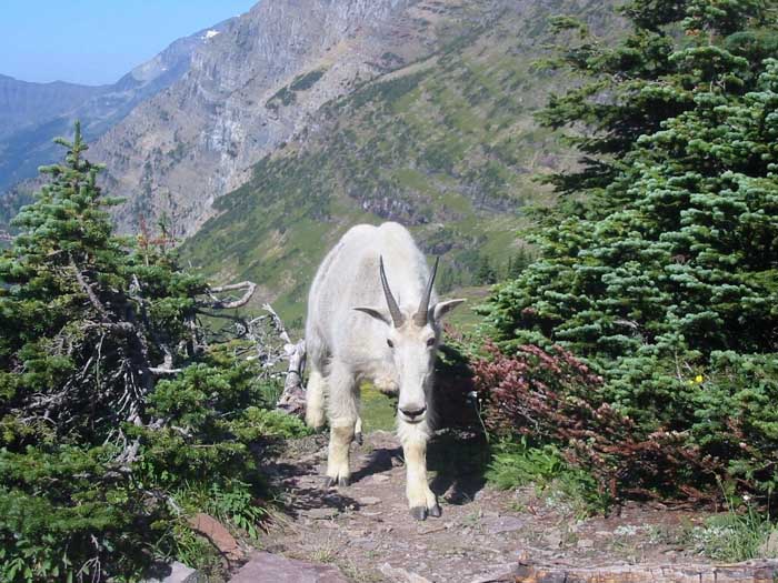 Horská koza z Glacier Parku
