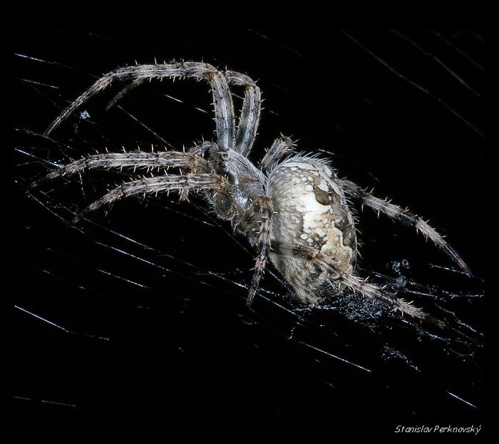 Pavouček křižáček