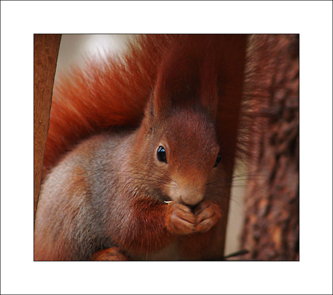 Na krmítku