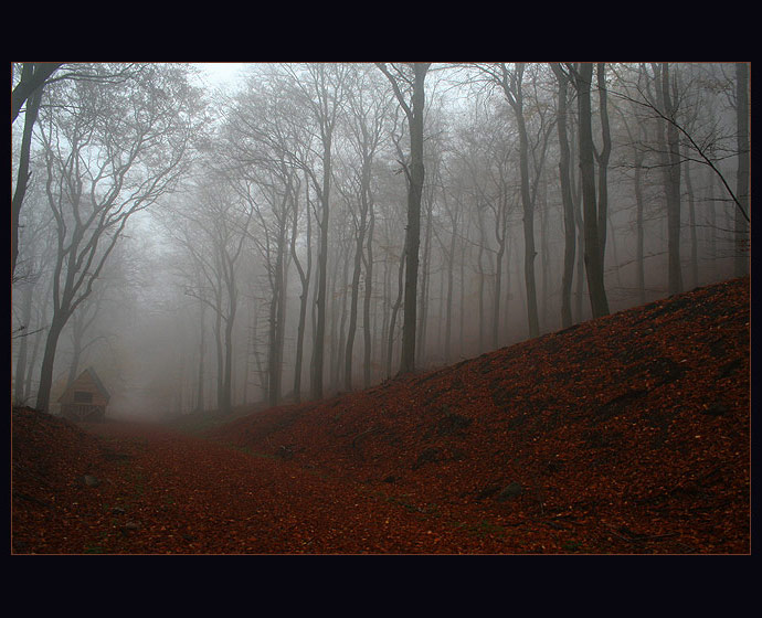 Krušné lesy II.