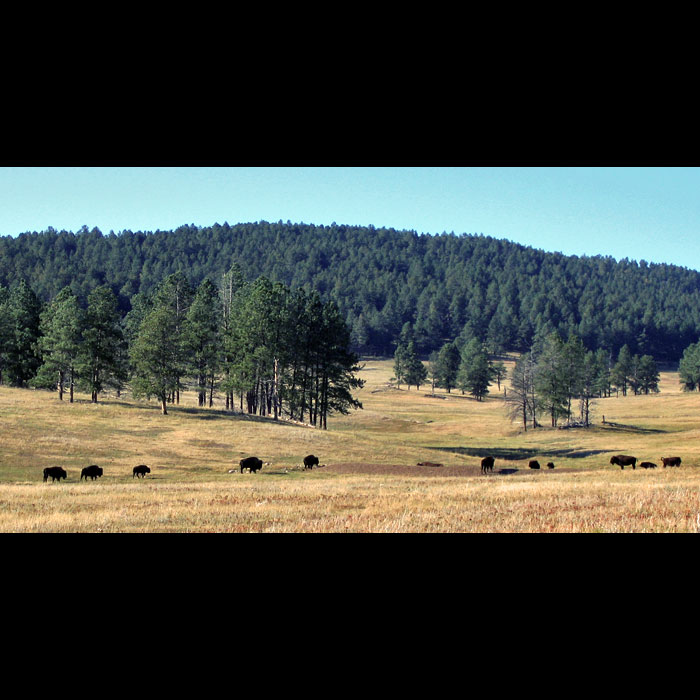 buffalos 3