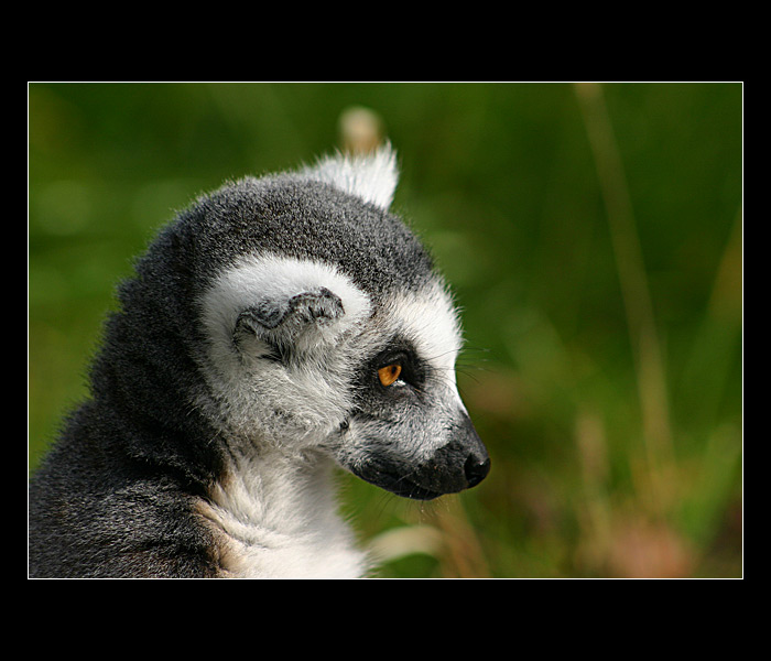 = Pražská zoo IV. - Lemur II. =