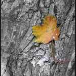 Ještě nechci spadnout...2