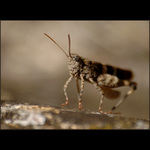 <b>Part of the stone<hr>