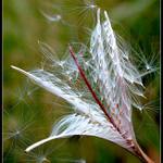 troška chmýří...