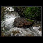 Středovka z horských bystřin