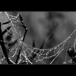 Slzy jsou jako perly..