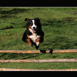 velka pardubicka....