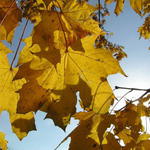 Podzim (pokračování)