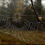 *** Polapená ranní mlha ***