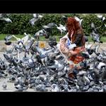 H, holubi a zrzka...