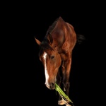 Dáš mi ještě...?