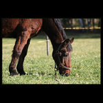 ...ještě rychle napást, než napadne sníh...