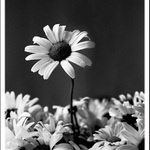 Řádně zvolená mluvčí?