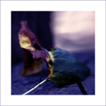 Pohádka o skřítkově podzimním úklidu