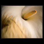 Kala II. (Čas nezastavíš..)