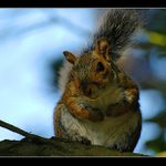 Squirrel 2 aneb Proboha co to zase delas ?!?!?