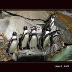 * Tak jdem nebo ne *