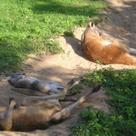 Jen si spěte, já se zatim opálim...