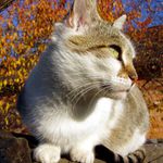 Podzimní pohodička