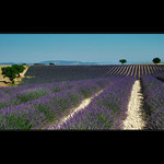 Levandulová Provence II.