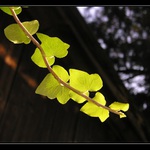 Z posledným svetlom