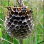 ...stavba povolena..