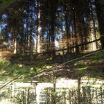 Kouzelný les???....