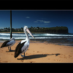 Pelikan svatousek.... ():-)