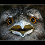 Frogmouth II.