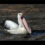 Pelda ospalec.... :o()