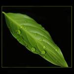 Kapičky štěstí :)